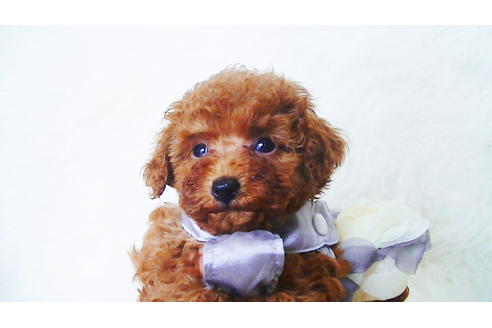 成約済の福岡県のタイニープードル-98124の4枚目